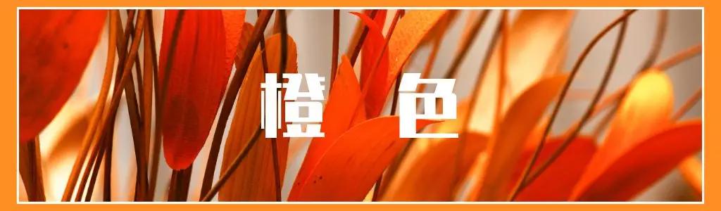 橙色网页设计方案